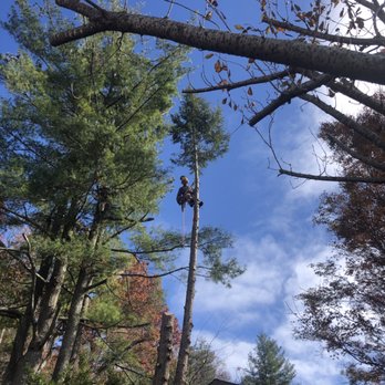Top Branch Tree Service - Topping a tree - Tree Services Near Me Top Branch Tree Service - Topping a tree - Tree Services Near Me