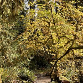 Hoh Rainforest - Hiking Near Me - Forks, Washington Hoh Rainforest - Hiking Near Me - Forks, Washington