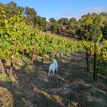 Perfusion Vineyard - Venues & Event Spaces Near Me - Richmond, California Perfusion Vineyard - Venues & Event Spaces Near Me - Richmond, California