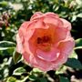 Photo of Inez Grant Parker Memorial Rose Garden