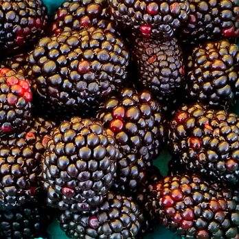 Santee Certified Farmer's Market - My favorite from my childhood - blackberries! - Farmers Market Near Me - Santee, California Santee Certified Farmer's Market - My favorite from my childhood - blackberries! - Farmers Market Near Me - Santee, California