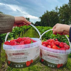 Lathcoats Farm and Bee Shed Cafe - PYO Strawberries