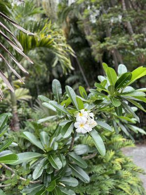 City Botanic Gardens by null