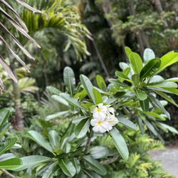City Botanic Gardens