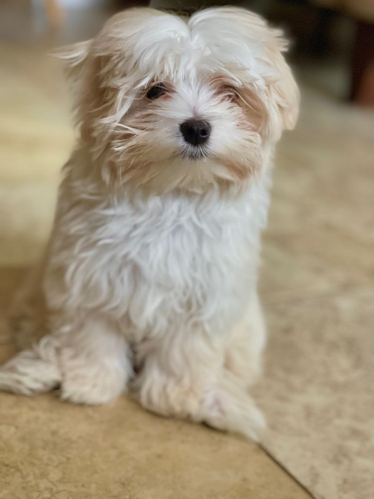 MELL’S GROOMING Updated August 2024 34 Photos & 36 Reviews 341