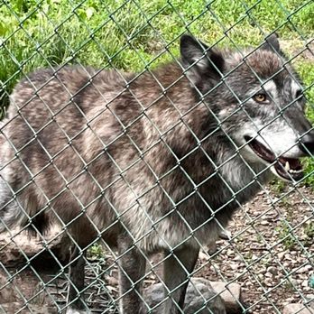 Lakota Wolf Preserve - Zoos Near Me - Columbia, New Jersey Lakota Wolf Preserve - Zoos Near Me - Columbia, New Jersey