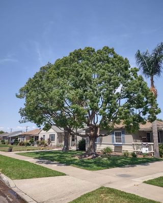 Tree Trimming in Orange, CA - Camphor tree trimming and palm tree as well Tree Trimming in Orange, CA - Camphor tree trimming and palm tree as well