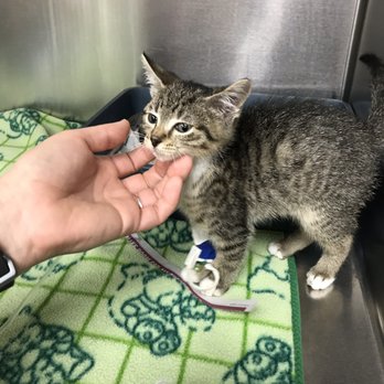 Miami Veterinary Specialists - April 13,2019 - Emergency Pet Hospital Near Me - Miami, Florida Miami Veterinary Specialists - April 13,2019 - Emergency Pet Hospital Near Me - Miami, Florida