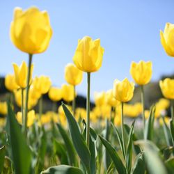 Tulip Cremation
