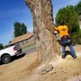 Photo of Ropes Tree