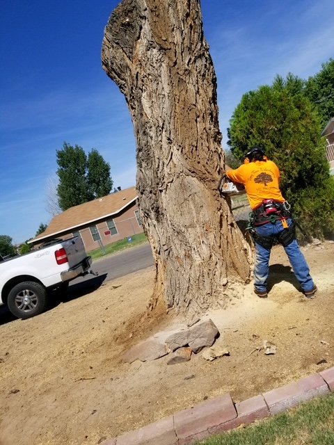 Ropes Tree - tree service in Albuquerque, NM