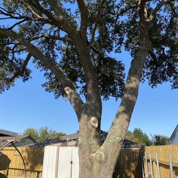 C.I.R Tree Service - This is an after picture. - Tree Services Near Me - Houston, Texas C.I.R Tree Service - This is an after picture. - Tree Services Near Me - Houston, Texas
