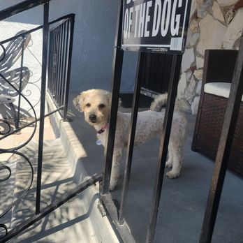 Paws Above the Rest - After - Dog Walkers Near Me - Westminster, California