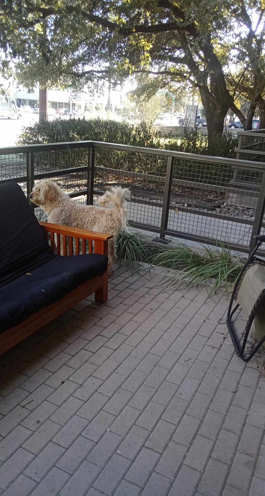 Doodle AF - upholstery in Austin, TX