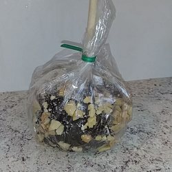 Blanchard Stand - Chocolate walnut apple :)