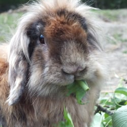 Hoppelino