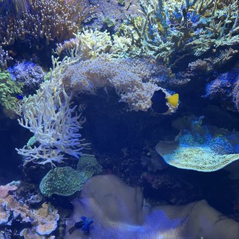 Tennessee Aquarium - Aquariums Near Me - Chattanooga, Tennessee Tennessee Aquarium - Aquariums Near Me - Chattanooga, Tennessee