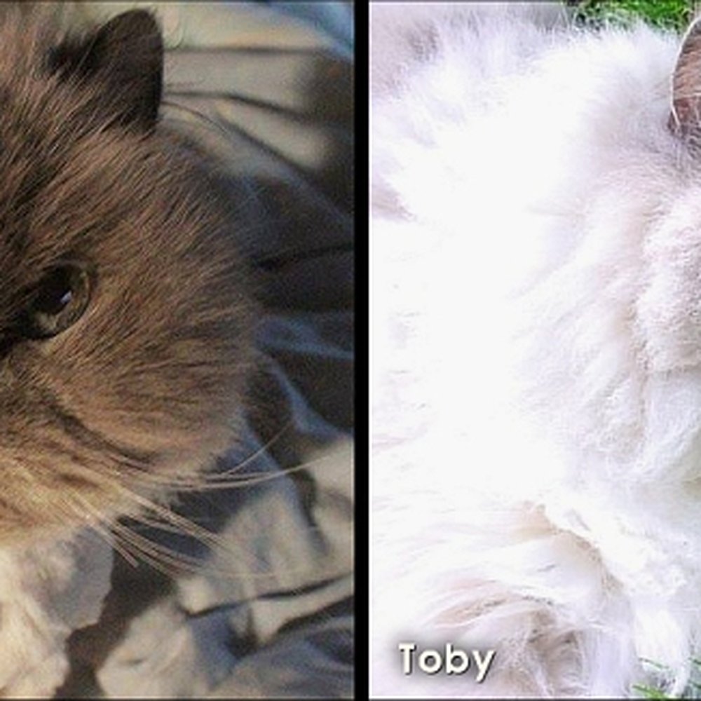 Madras Animal Hospital - Mom (Baby) and her son (Toby) - Veterinarians Near Me - Madras, Oregon Madras Animal Hospital - Mom (Baby) and her son (Toby) - Veterinarians Near Me - Madras, Oregon