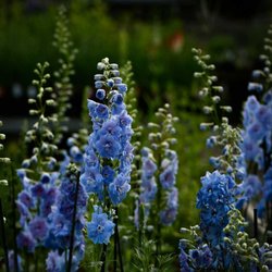 Avant Gardens - Delphiniums in June