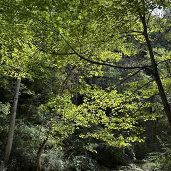 Natural Bridge State Park - Landmarks & Historical Buildings Near Me - Natural Bridge, Virginia