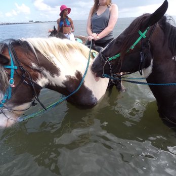 CPonies - Great B Day ! Stella was "singing in the rain " - Horseback Riding Near Me - Bradenton, Florida CPonies - Great B Day ! Stella was "singing in the rain " - Horseback Riding Near Me - Bradenton, Florida