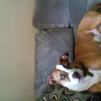 Nucci Veterinary Clinic - Cookie loves Dr. Nucci and all his technicians - Veterinarians Near Me - Saint Clair Shores, Michigan Nucci Veterinary Clinic - Cookie loves Dr. Nucci and all his technicians - Veterinarians Near Me - Saint Clair Shores, Michigan