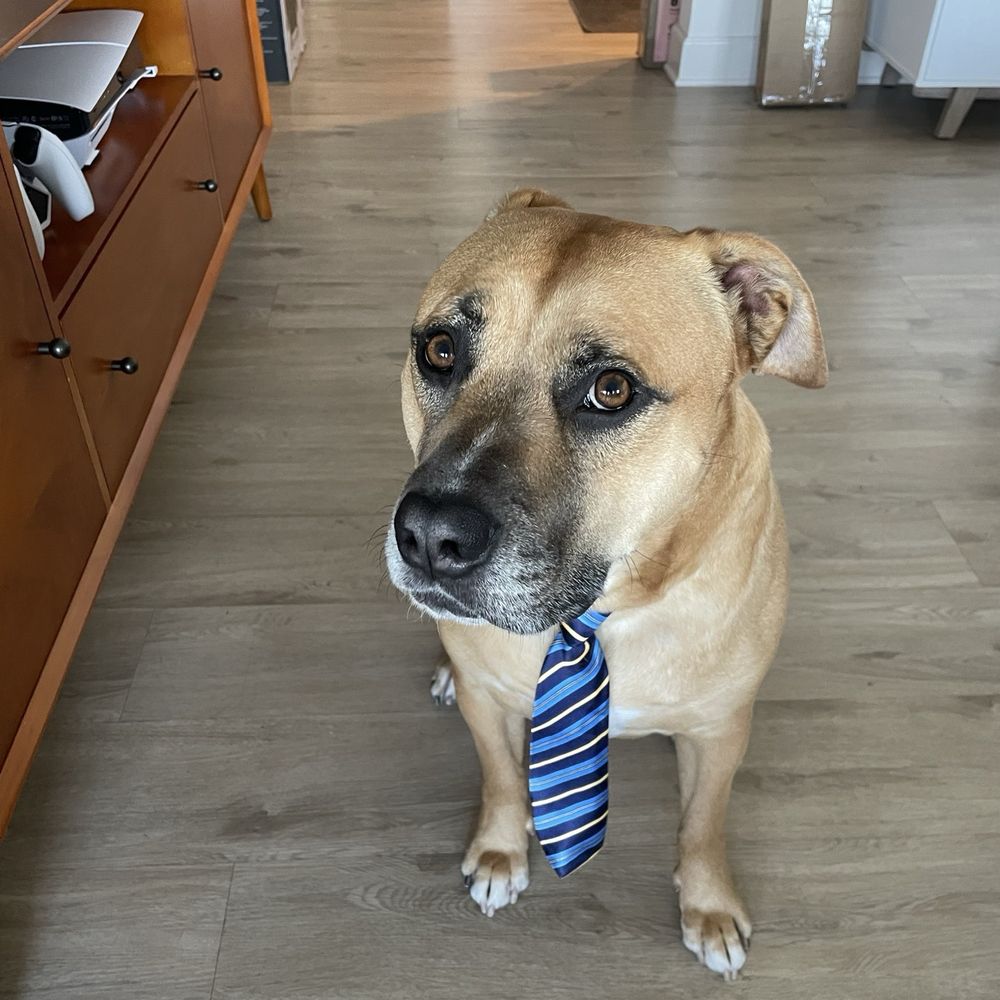 Sweet business Puppy. Sweet business Puppy.