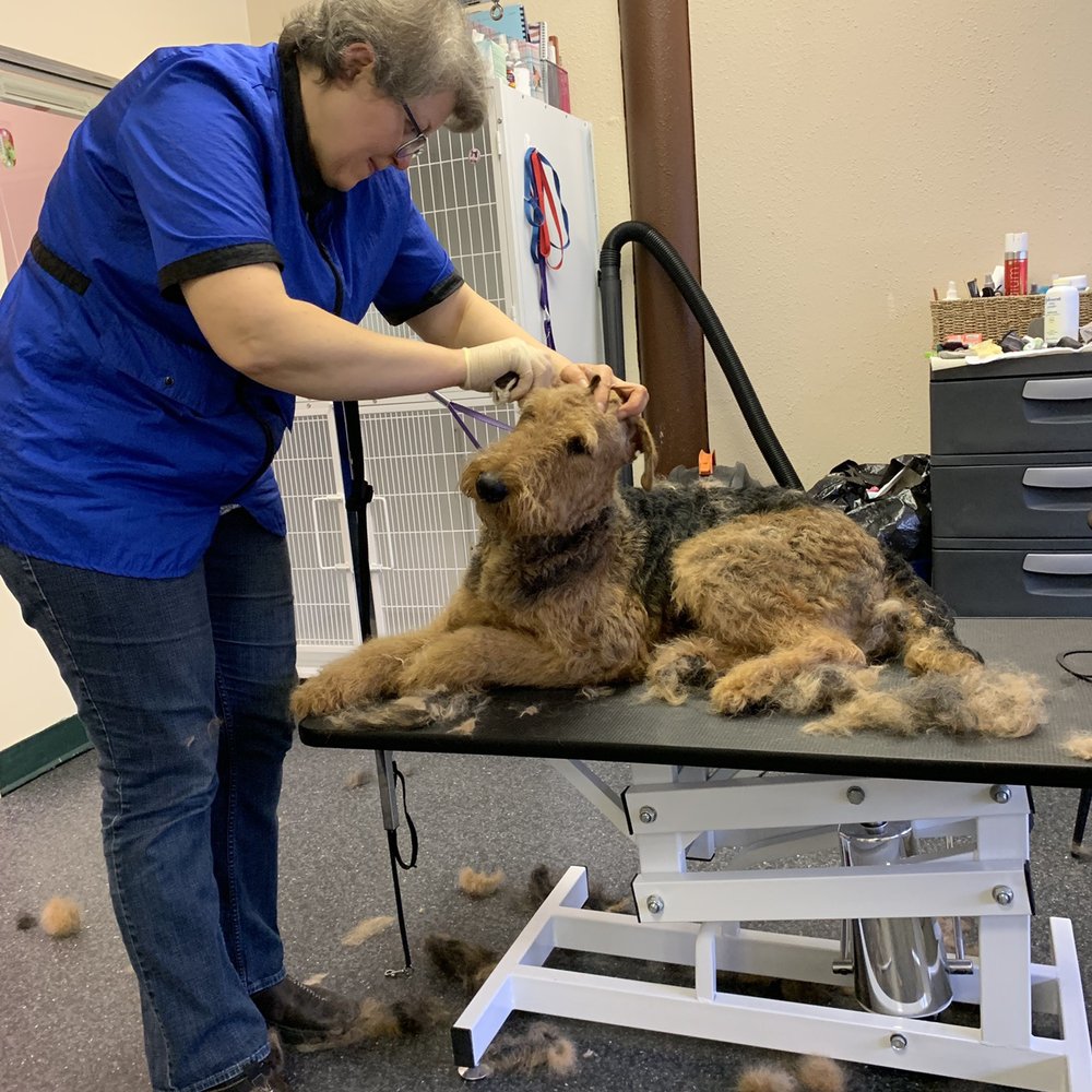 Joyful Pet Grooming - She let him lay down or sit up based on how he was feeling. Here he was making his sleepy eyes like he could have fallen asleep :) - Pet Groomers Near Me - Lake Oswego, Oregon