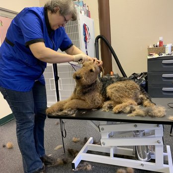 Joyful Pet Grooming - She let him lay down or sit up based on how he was feeling. Here he was making his sleepy eyes like he could have fallen asleep :) - Pet Groomers Near Me - Lake Oswego, Oregon Joyful Pet Grooming - She let him lay down or sit up based on how he was feeling. Here he was making his sleepy eyes like he could have fallen asleep :) - Pet Groomers Near Me - Lake Oswego, Oregon