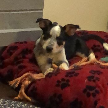 Dog Gone Seattle - One success story!! - Pet Adoption Near Me