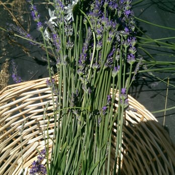 Pleasant Valley Lavender - Pick your own lavender - Pick Your Own Farms Near Me - Morganville, New Jersey Pleasant Valley Lavender - Pick your own lavender - Pick Your Own Farms Near Me - Morganville, New Jersey
