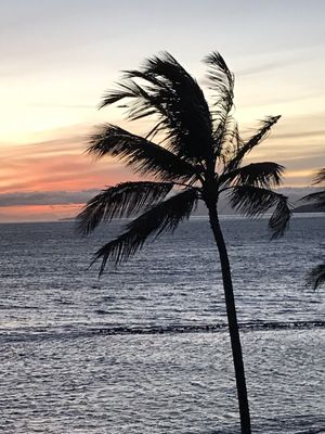 Menehune Shores Condominium by null