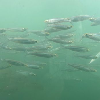 Glass Bottom Boat - smelt - Boating Near Me - Redondo Beach, California