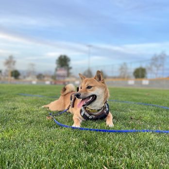Off Paws - Private Dog Training - Dog Walkers Near Me Off Paws - Private Dog Training - Dog Walkers Near Me