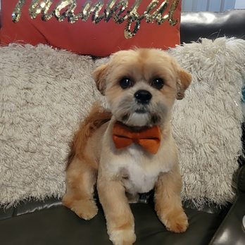 My Dog's Groomer - TEDDY BEAR WATSON - Pet Groomers Near Me - Melrose Park, Illinois My Dog's Groomer - TEDDY BEAR WATSON - Pet Groomers Near Me - Melrose Park, Illinois