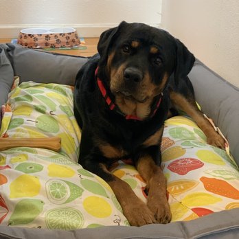 High Plateau Humane Society - Our Molly from High Plateau Humane Society. Thank you, Jenn! - Animal Shelters Near Me - Alturas, California High Plateau Humane Society - Our Molly from High Plateau Humane Society. Thank you, Jenn! - Animal Shelters Near Me - Alturas, California