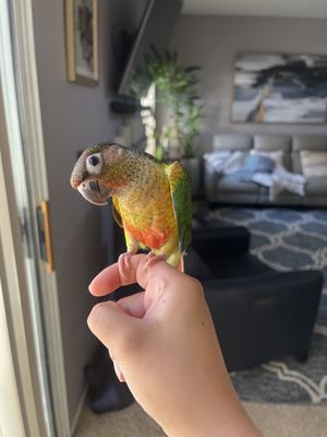 Canoga Discount Birds by null