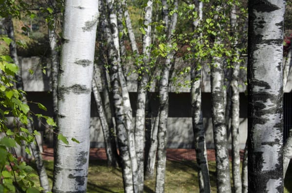 Institute for Advanced Study by null