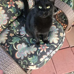 This is Shadow