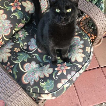 Alta Vista Veterinary Hospital - This is Shadow - Veterinarians Near Me - Phoenix, Arizona