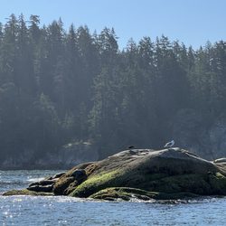 Vancouver Water Adventures - Seals