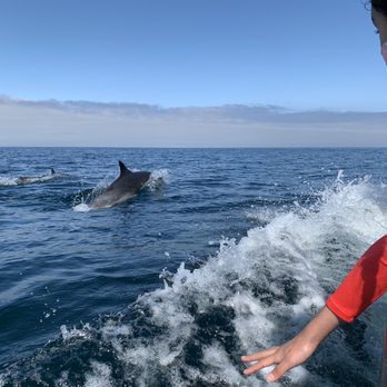 Newport Landing - Running with the Dolphins - Whale Watching Tours Near Me - Newport Beach, California