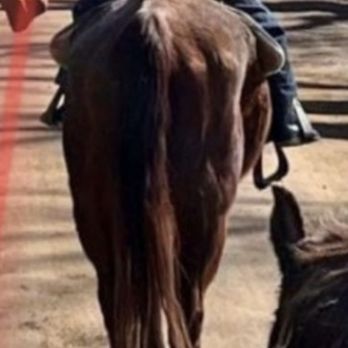 Lori Gruber Horsing Around - Lori posted this. Emaciated horse on a trail ride - Horseback Riding Near Me Lori Gruber Horsing Around - Lori posted this. Emaciated horse on a trail ride - Horseback Riding Near Me