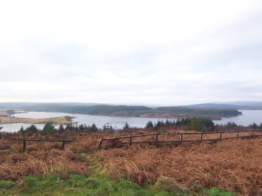 Kielder Forest by null