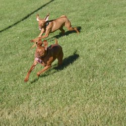 Community Bark West - Dogs on he loose