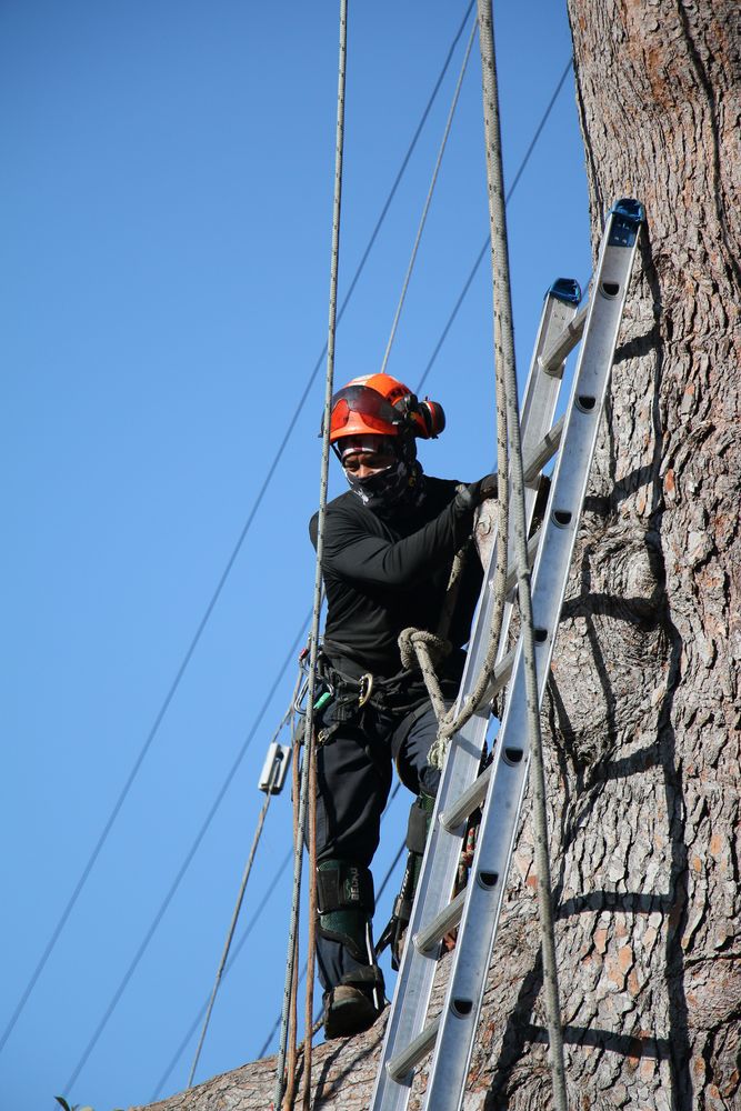 Your Way Tree Service - tree service in Tarzana, CA