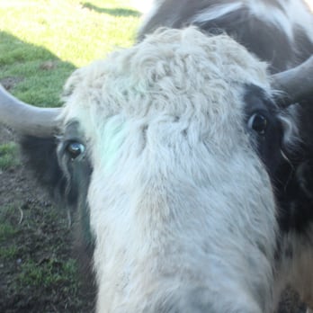 Olympic Game Farm - Zoos Near Me - Sequim, Washington Olympic Game Farm - Zoos Near Me - Sequim, Washington