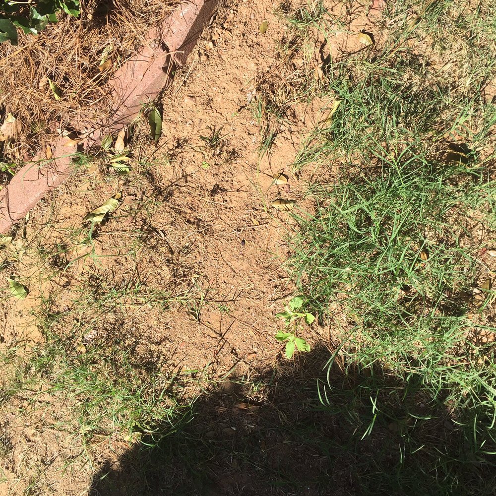 King Green - This is my 'lawn' after you thinking green for a year. - Tree Services Near Me - Gainesville, Georgia King Green - This is my 'lawn' after you thinking green for a year. - Tree Services Near Me - Gainesville, Georgia