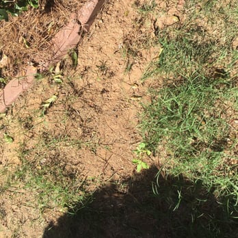 King Green - This is my 'lawn' after you thinking green for a year. - Tree Services Near Me - Gainesville, Georgia King Green - This is my 'lawn' after you thinking green for a year. - Tree Services Near Me - Gainesville, Georgia