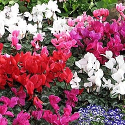 Corner Florist
